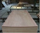 Pencil Cedar