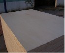 Poplar
